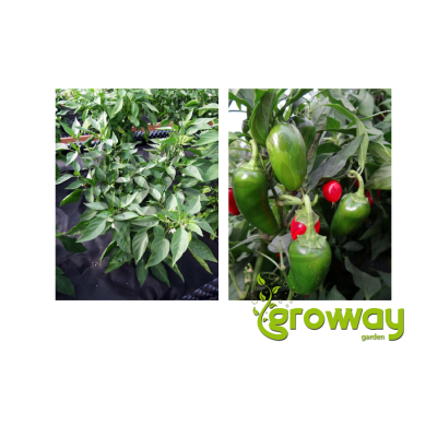 Jalapeno Early