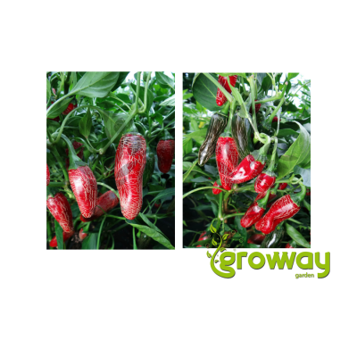Jalapeno Maylon