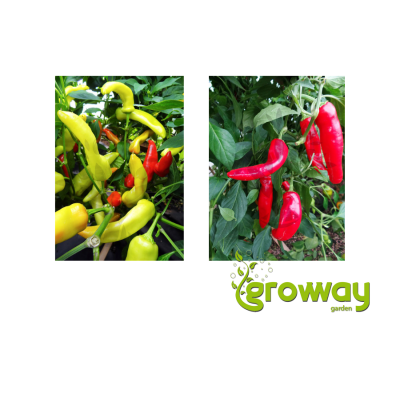 Hungarian Hot Wax
