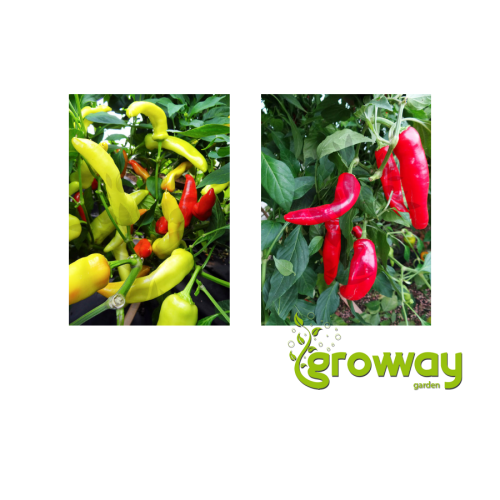 Hungarian Hot Wax