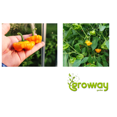 Squash Jamaican Yellow
