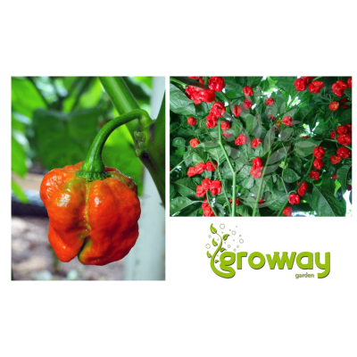 Trinidad Scorpion Moruga