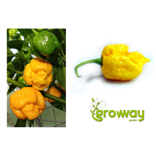 Trinidad Scorpion Moruga Yellow