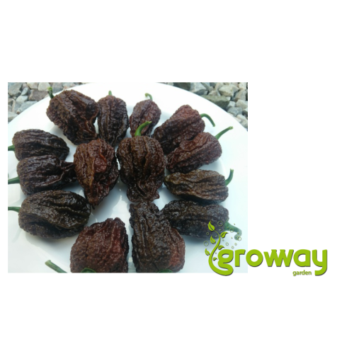 Nagabrain Chocolate