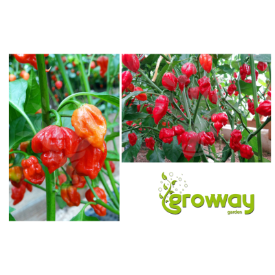 Trinidad Scorpion Butch Taylor