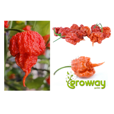 Carolina Reaper